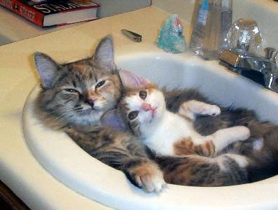 Guys: do you like cats? Cats-in-sink