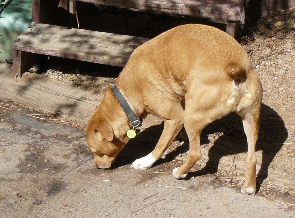 Casey doing what dogs do so well – picking up a scent.