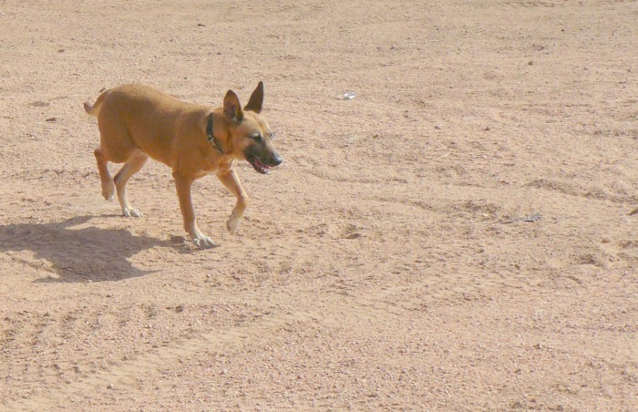 Dhalia - domesticated but still the wild dog shows through.