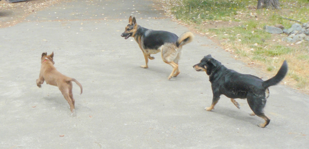 Oliver, Cleo and Hazel playing together.