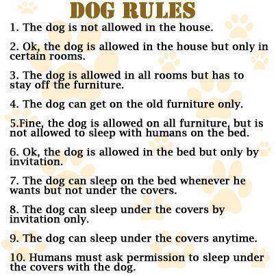 Image result for dog rules