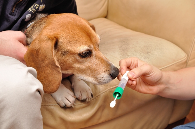 A beagle considers making the saliva donation. Stephen Schaffner, CC BY-ND
