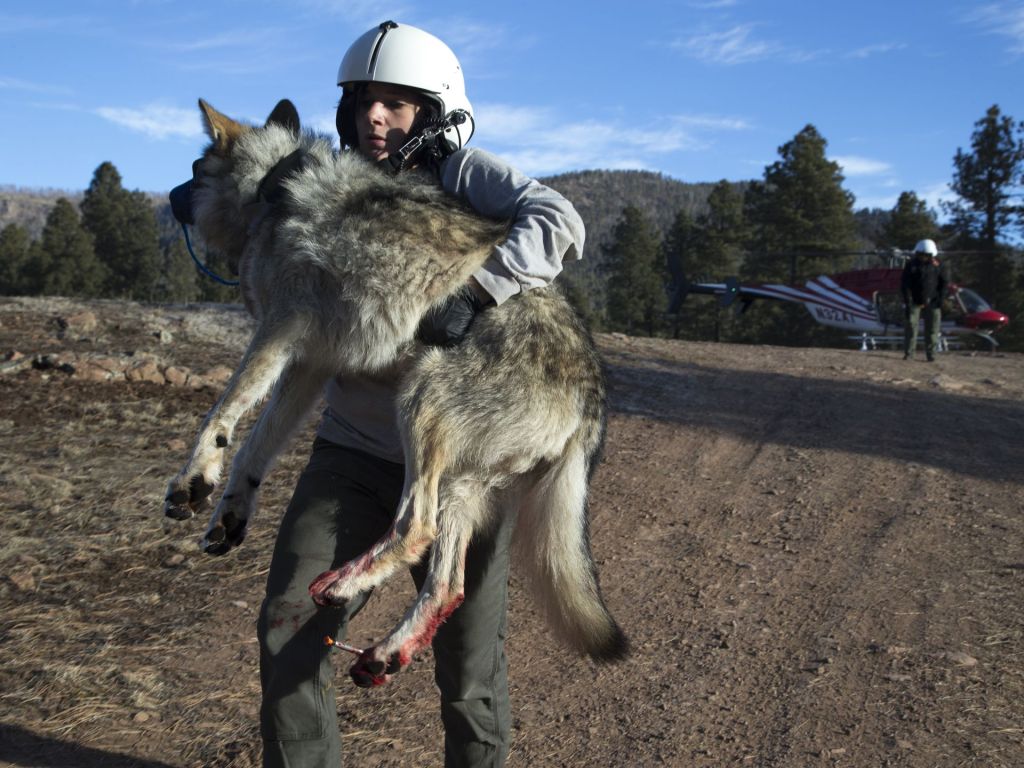  Mexican wolf biologist Julia Smith carries Wolf No. M1342 from the helicopter to the Alpine field station. He was darted from a helicopter to have his radio collar replaced. Mark Henle/The Republic