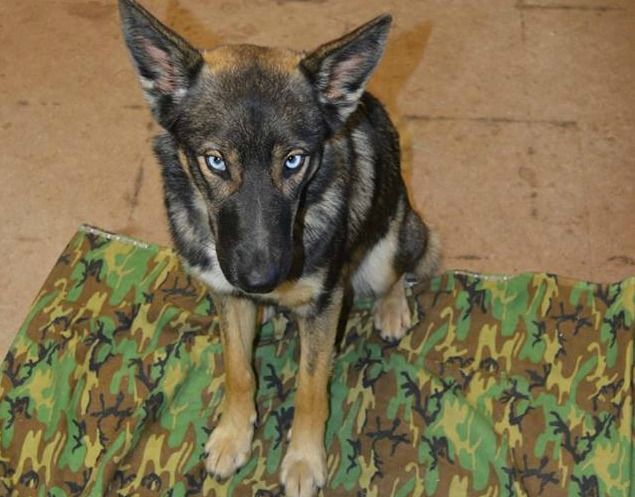 Luna likely survived on dead fish and mice, as well as fresh water that was shipped in for Navy employees. (Photo: U.S. Navy - Naval Base Coronado) 