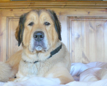 Our Brandy is a Pyrenean Mastiff!